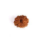 12 Mukhi Rudraksha (Super Collector)