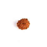 12 Mukhi Rudraksha (Super Collector)