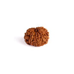 12 Mukhi Rudraksha (Regular)