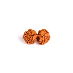 9 Mukhi Gauri Shanker Rudraksha (Regular)