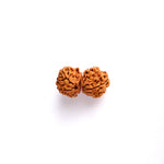 9 Mukhi Gauri Shanker Rudraksha (Regular)