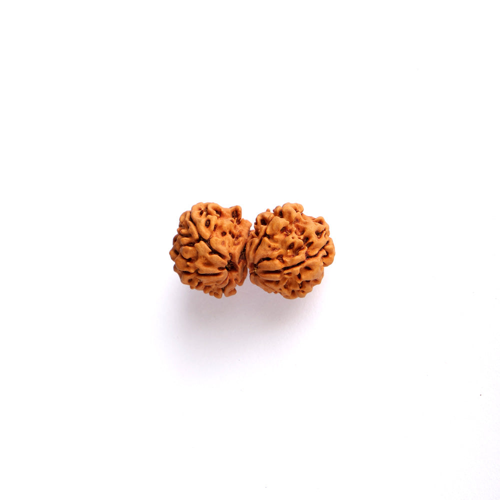 9 Mukhi Gauri Shankar Rudraksha (Super Collector)