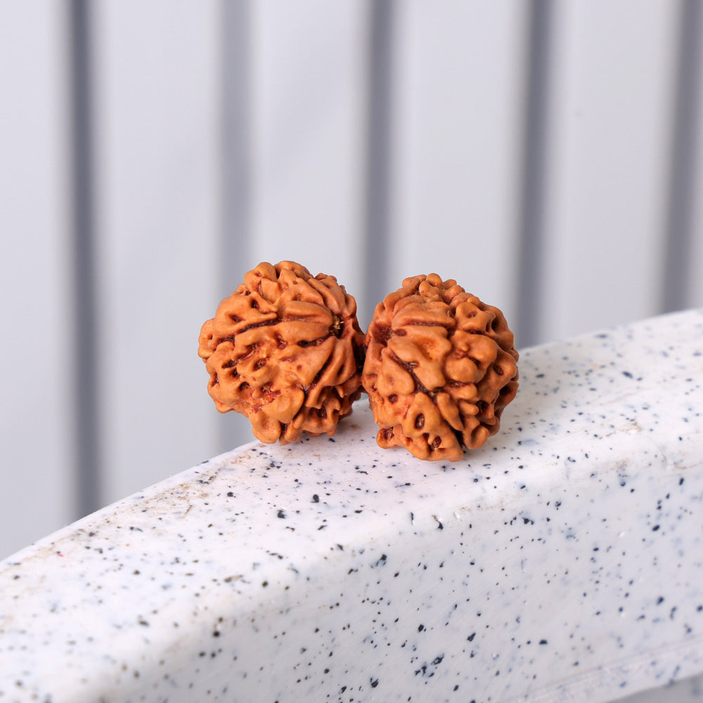 9 Mukhi Gauri Shanker Rudraksha (Regular)