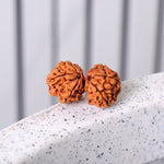 9 Mukhi Gauri Shanker Rudraksha (Regular)
