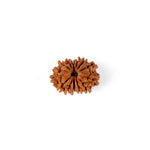 14 Mukhi Rudraksha (21.82mm)