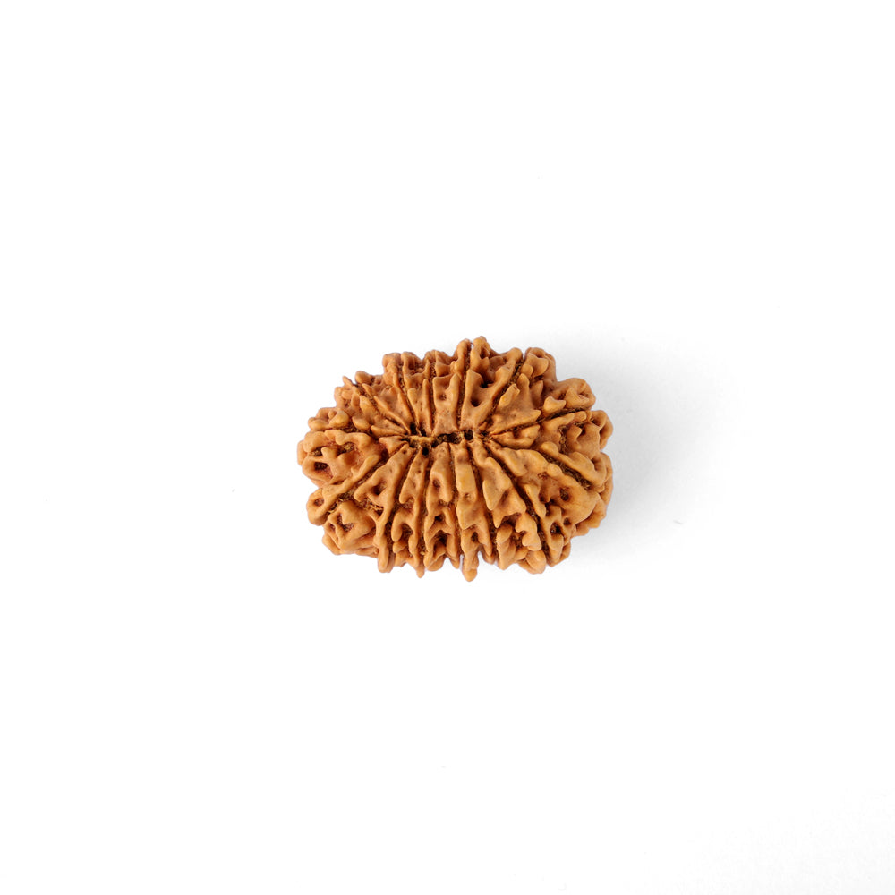 14 Mukhi Rudraksha (29.03mm)