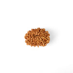 14 Mukhi Rudraksha (29.03mm)
