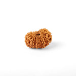 14 Mukhi Rudraksha (29.03mm)