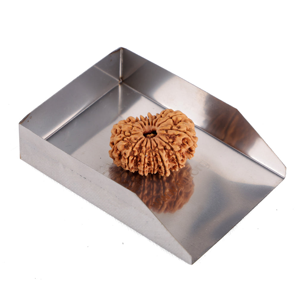 14 Mukhi Rudraksha (29.03mm)