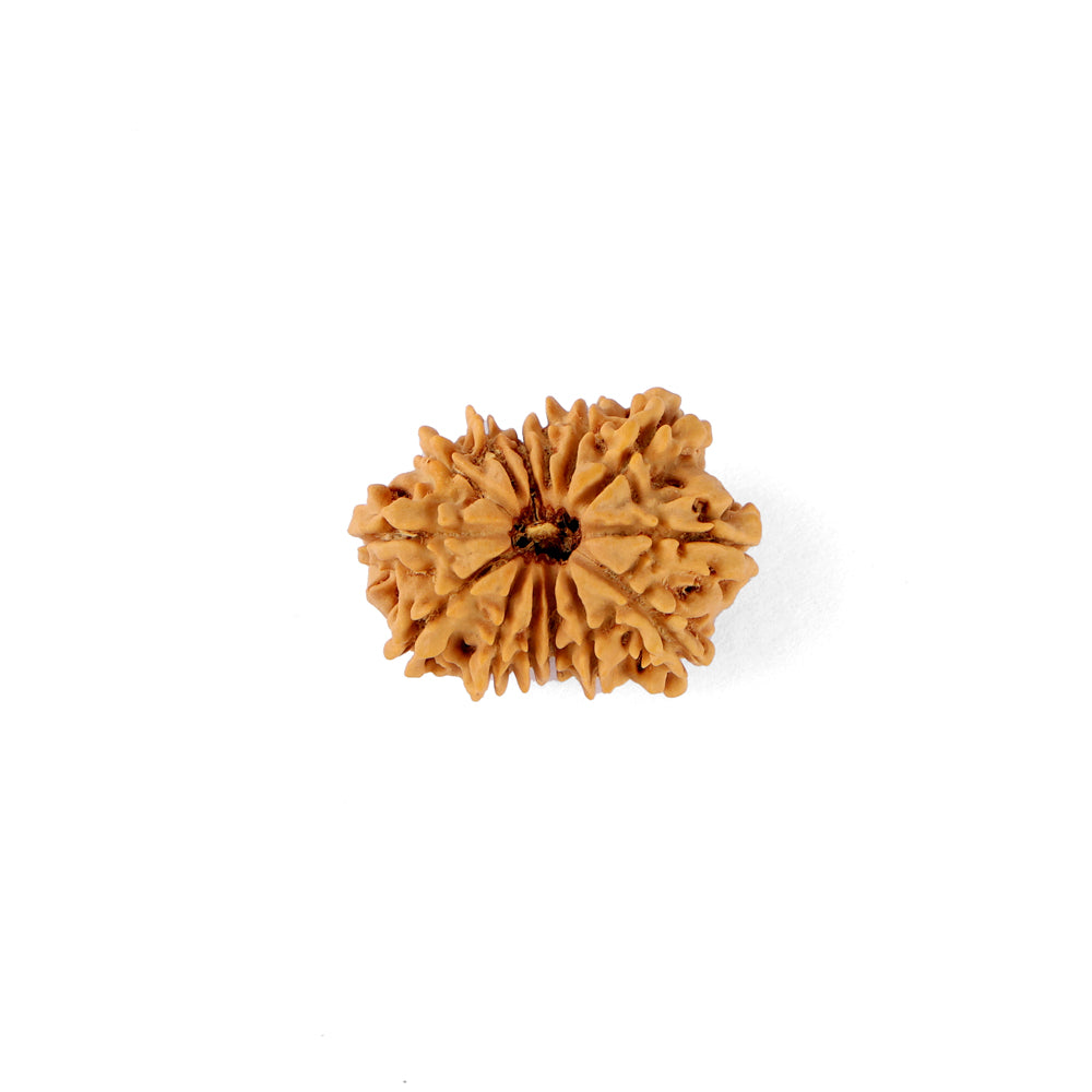 14 Mukhi Rudraksha (25.05mm)