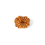 14 Mukhi Rudraksha (23.56mm)