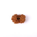 17 Mukhi Rudraksha (34.56mm)
