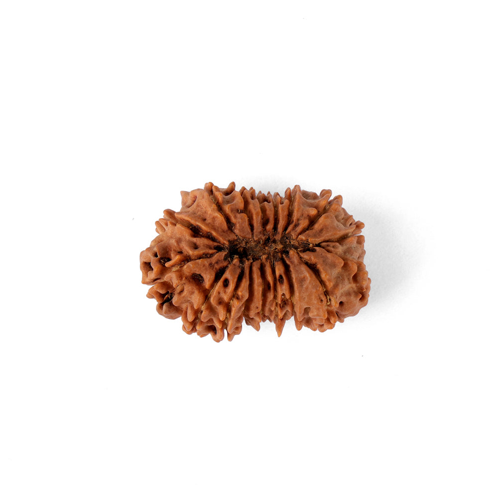 17 Mukhi Rudraksha (34.56mm)
