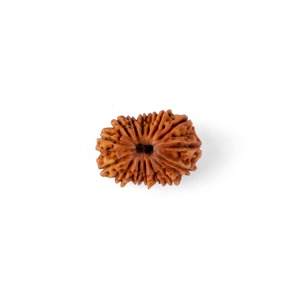 15 Mukhi Rudraksha (27.32mm)