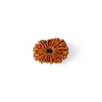 15 Mukhi Rudraksha (27.32mm)