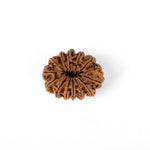 14 Mukhi Rudraksha (33.10mm)