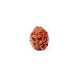 2 Mukhi Rudraksha (18.85mm)