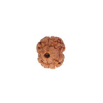 2 Mukhi Rudraksha (18.85mm)