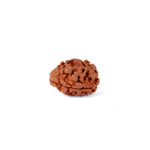 2 Mukhi Rudraksha (18.85mm)