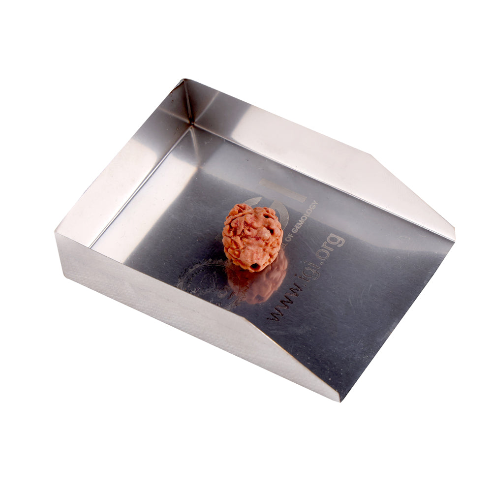 2 Mukhi Rudraksha (18.85mm)