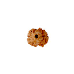 2 Mukhi Rudraksha (17.50mm)