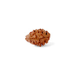 2 Mukhi Rudraksha (17.50mm)
