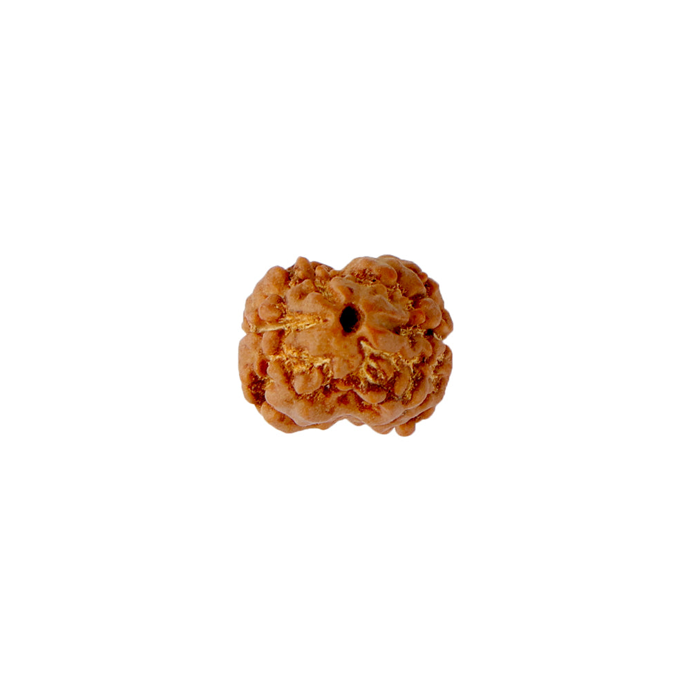 2 Mukhi Rudraksha (17.82mm)