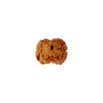 2 Mukhi Rudraksha (17.82mm)
