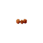 Trijuti Rudraksha