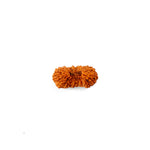 20 Mukhi Rudraksha