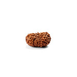 14 Mukhi Rudraksha (24.21mm)