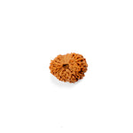 17 Mukhi Rudraksha (22.14mm)