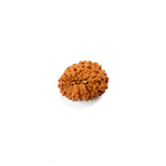 17 Mukhi Rudraksha (22.14mm)