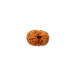 18 Mukhi Rudraksha (22.01mm)
