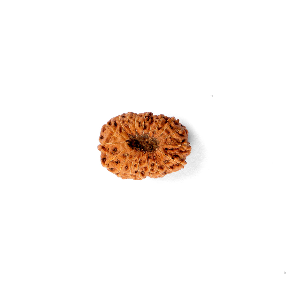 18 Mukhi Rudraksha (22.01mm)