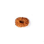 18 Mukhi Rudraksha (22.01mm)