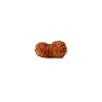 20 Mukhi Rudraksha (21.43mm)