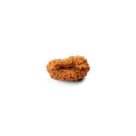 21 Mukhi Rudraksha (18.84mm)