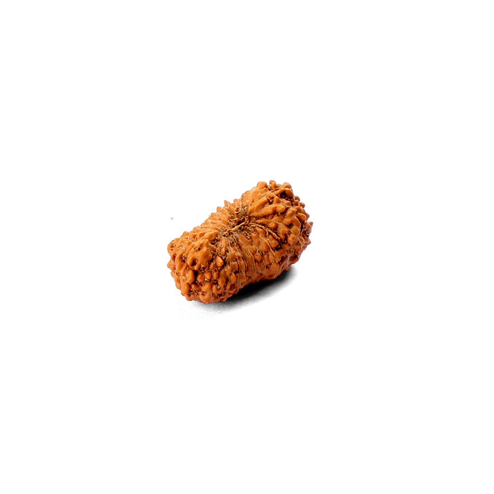 21 Mukhi Rudraksha (18.84mm)