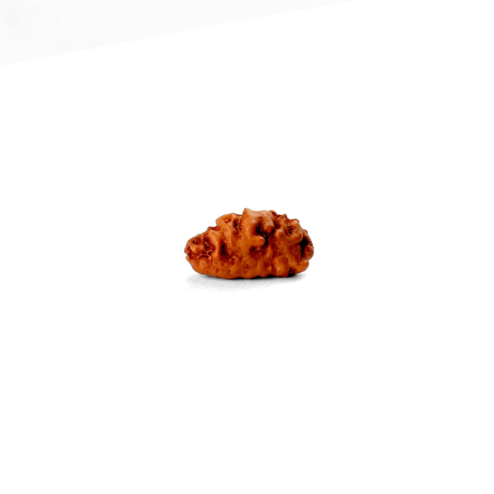 1 Mukhi Rudraksha
