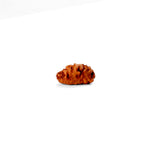 1 Mukhi Rudraksha