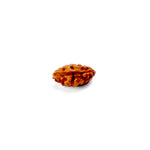 1 Mukhi Rudraksha