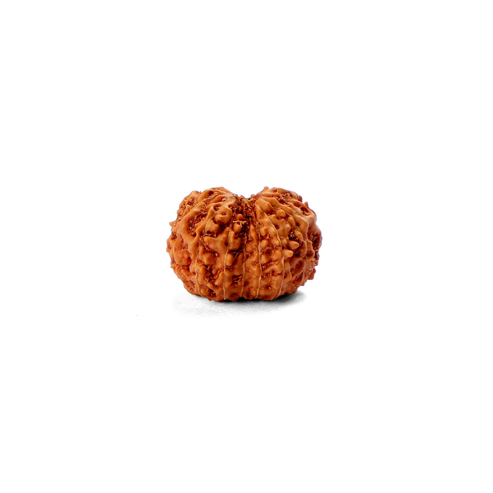 14 Mukhi Rudraksha