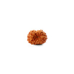 14 Mukhi Rudraksha