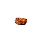 16 Mukhi Rudraksha