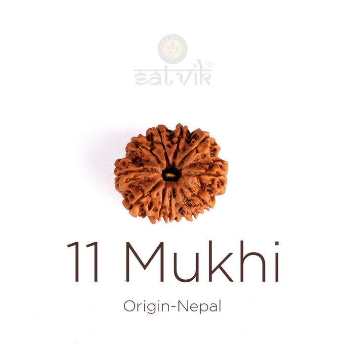 11 Mukhi Rudraksha (Regular)
