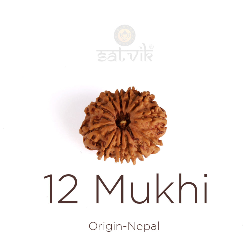 12 Mukhi Rudraksha (Regular)