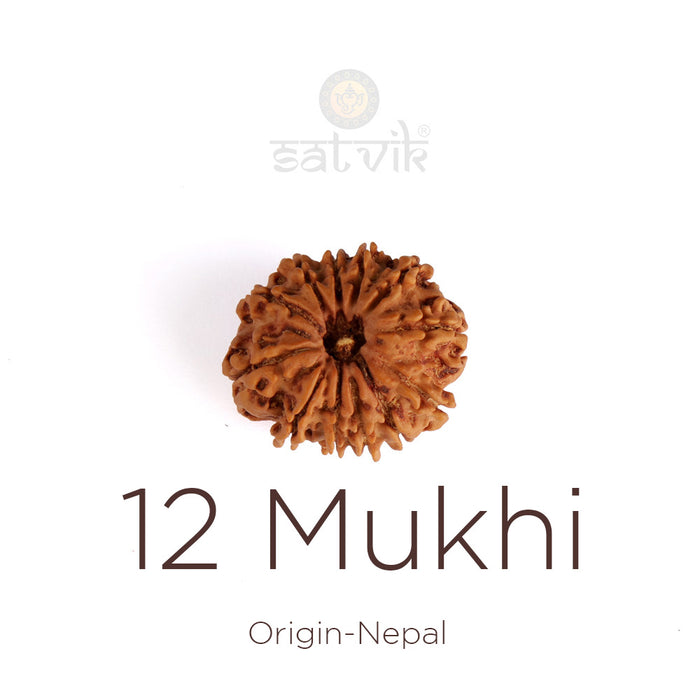 12 Mukhi Rudraksha (Regular)