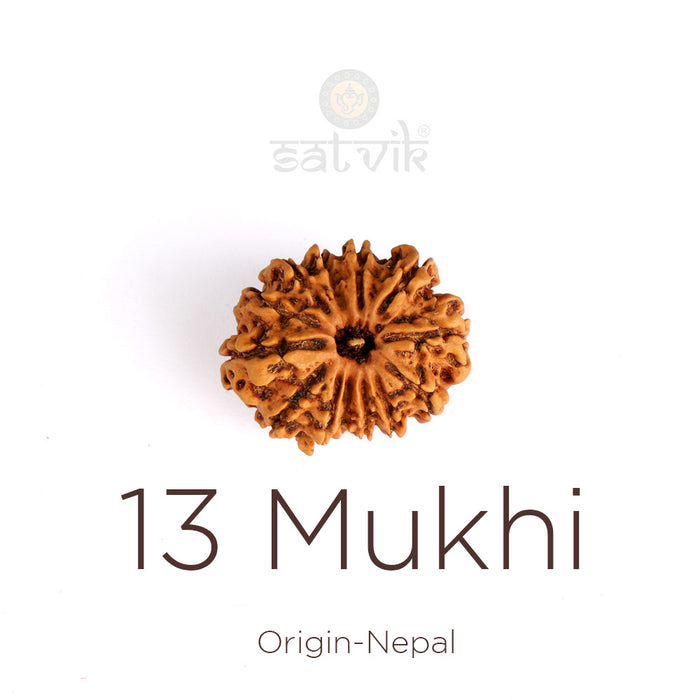 13 Mukhi Rudraksha (Regular)