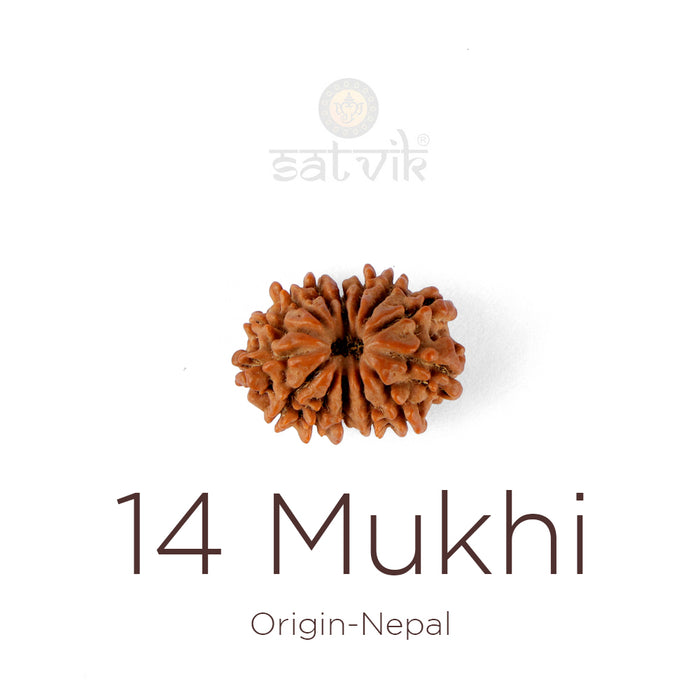 14 Mukhi Rudraksha bead natural Nepali fourteen face Rudraksha. India’s Premium Rudraksha Beads Brand - www.satvikstore.in